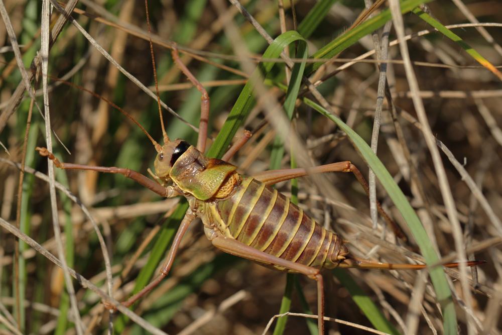 Ephippiger diurnus diurnus Dufour, 1841