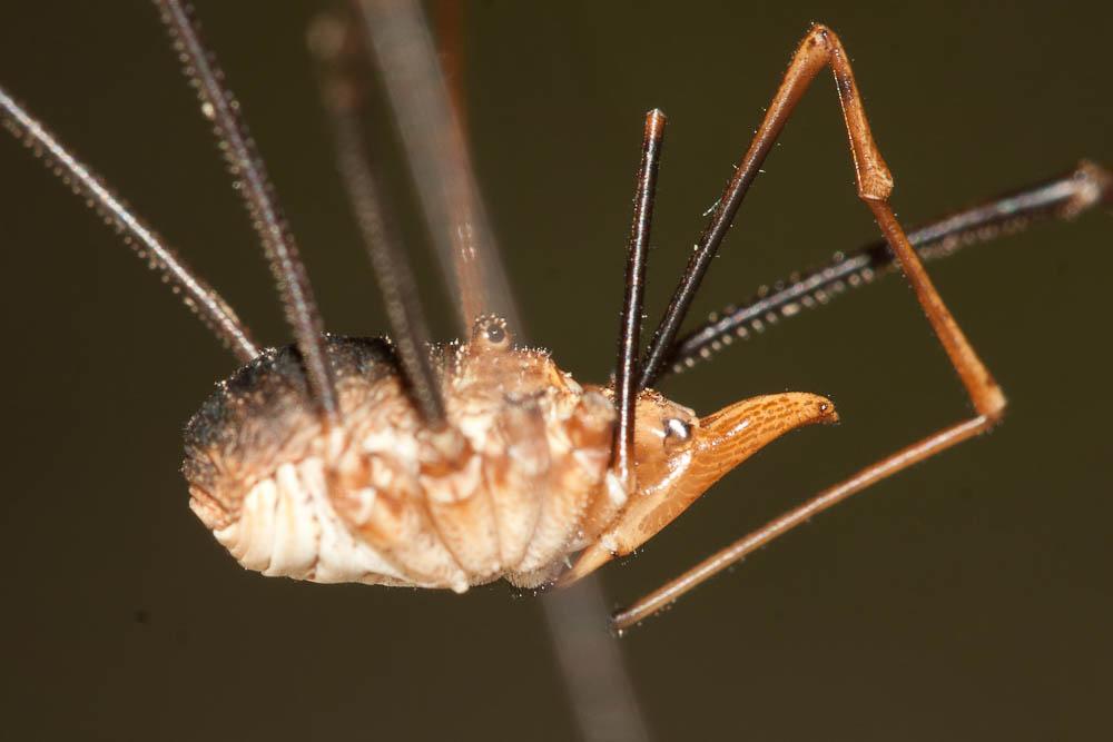 Phalangium opilio Linnaeus, 1758