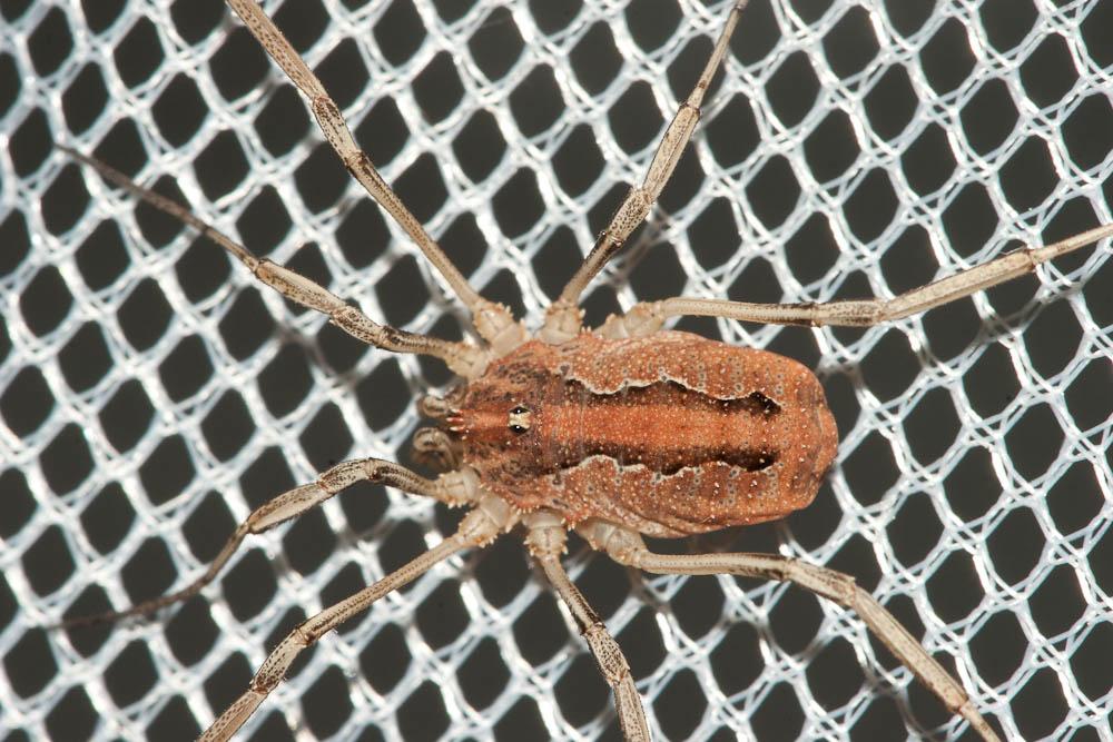  Odiellus spinosus (Bosc, 1792)