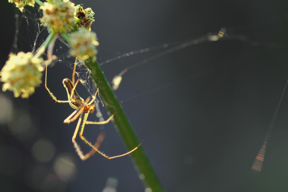 Tétragnathes Tetragnatha extensa (Linnaeus, 1758)
