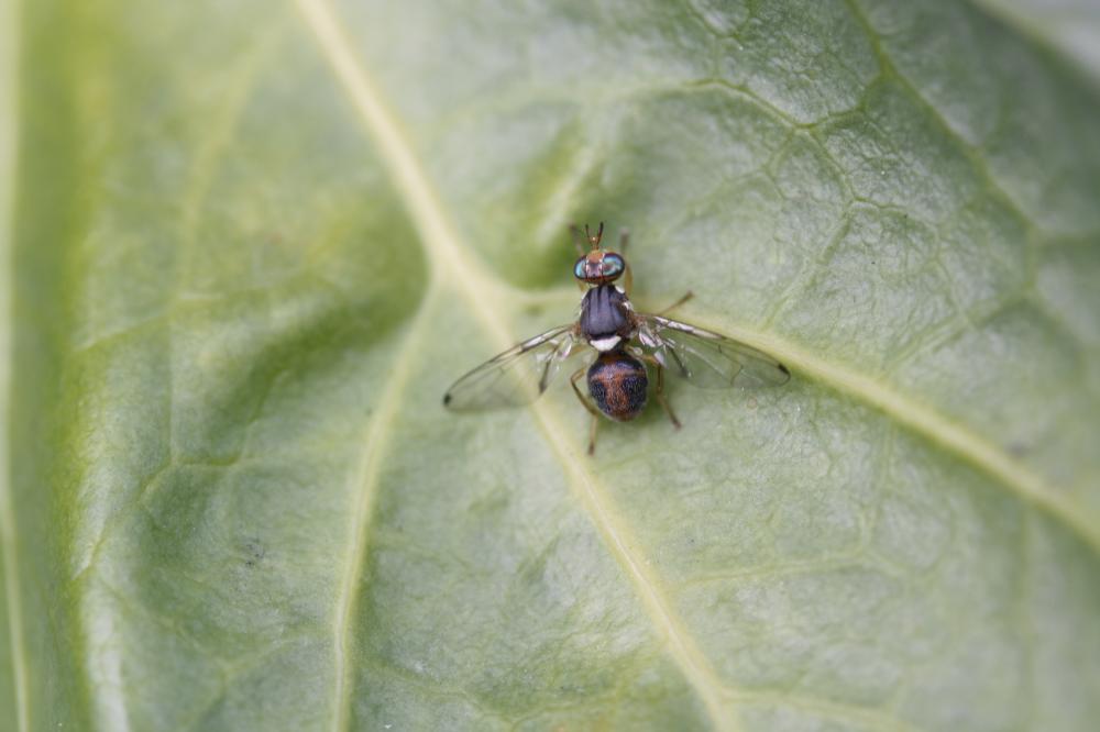 Bactrocera oleae (Rossi, 1790)
