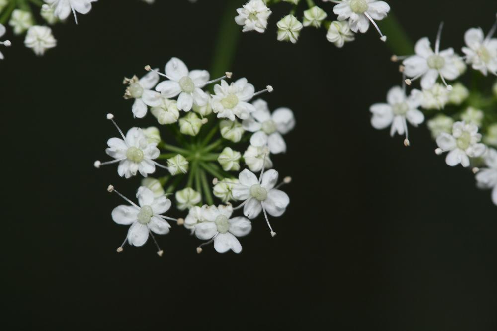Petit boucage, Persil de Bouc Pimpinella saxifraga L., 1753
