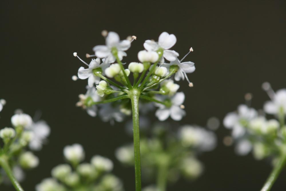 Petit boucage, Persil de Bouc Pimpinella saxifraga L., 1753