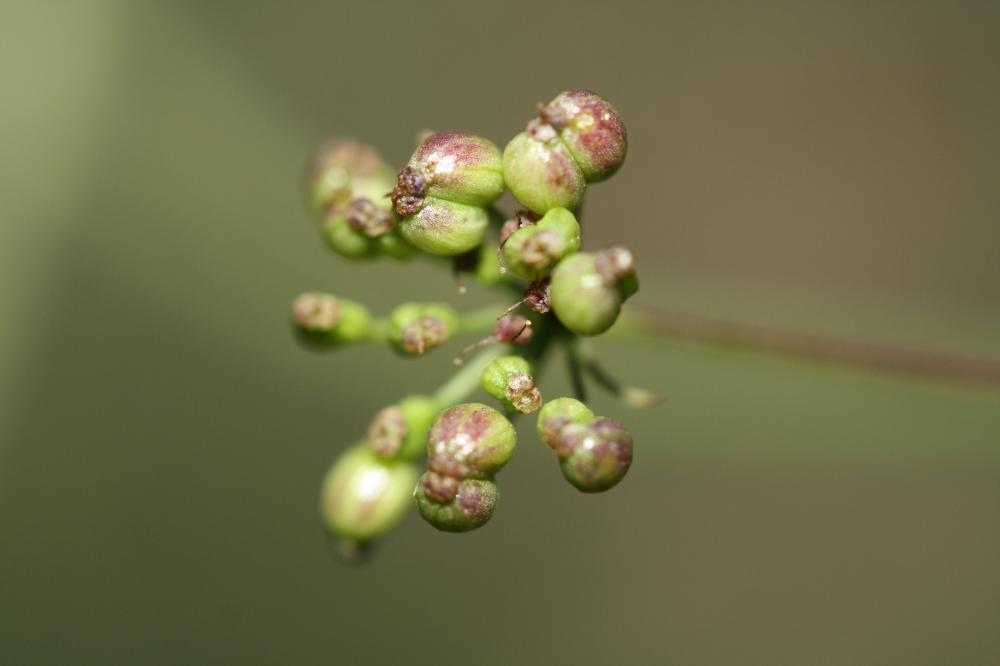 Petit boucage, Persil de Bouc Pimpinella saxifraga L., 1753
