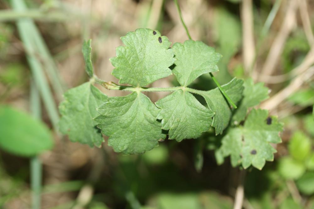 Petit boucage, Persil de Bouc Pimpinella saxifraga L., 1753