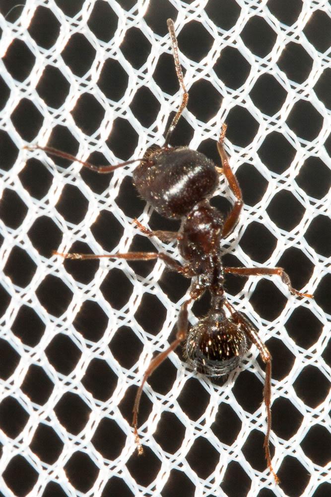  Aphaenogaster subterranea (Latreille, 1798)