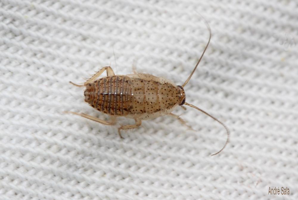  Ectobius pallidus (Olivier, 1789)