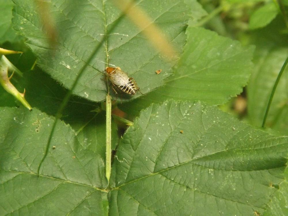  Ectobius lucidus (Hagenbach, 1822)