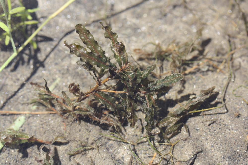 Potamot crépu, Potamot à feuilles crépues Potamogeton crispus L., 1753