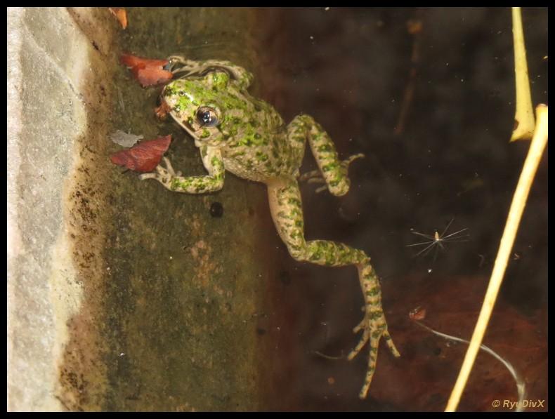 Pélodyte ponctué Pelodytes punctatus (Daudin, 1803)