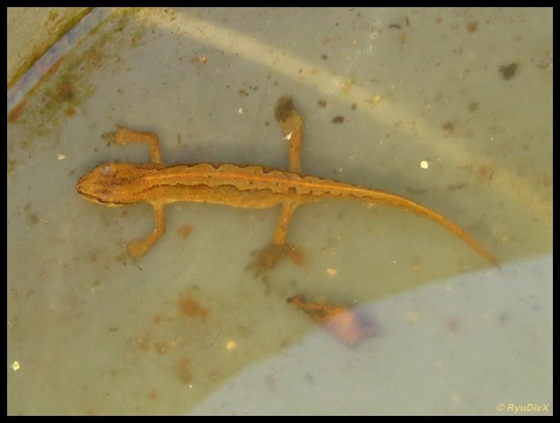 Triton palmé Lissotriton helveticus (Razoumowsky, 1789)