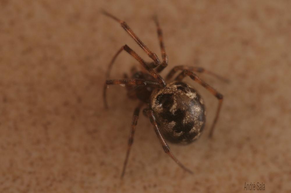  Steatoda triangulosa (Walckenaer, 1802)