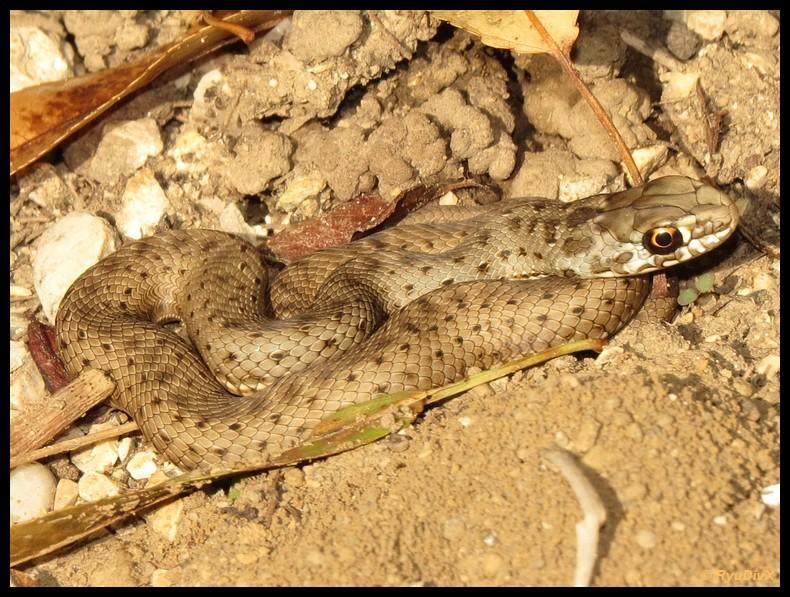 Couleuvre de Montpellier Malpolon monspessulanus (Hermann, 1804)