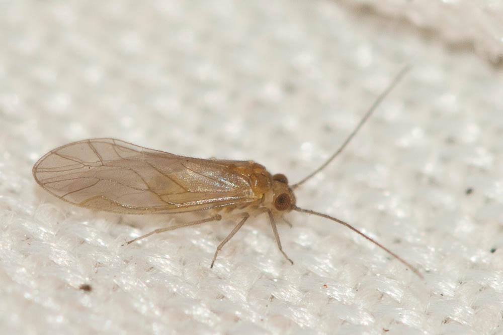  Elipsocus 