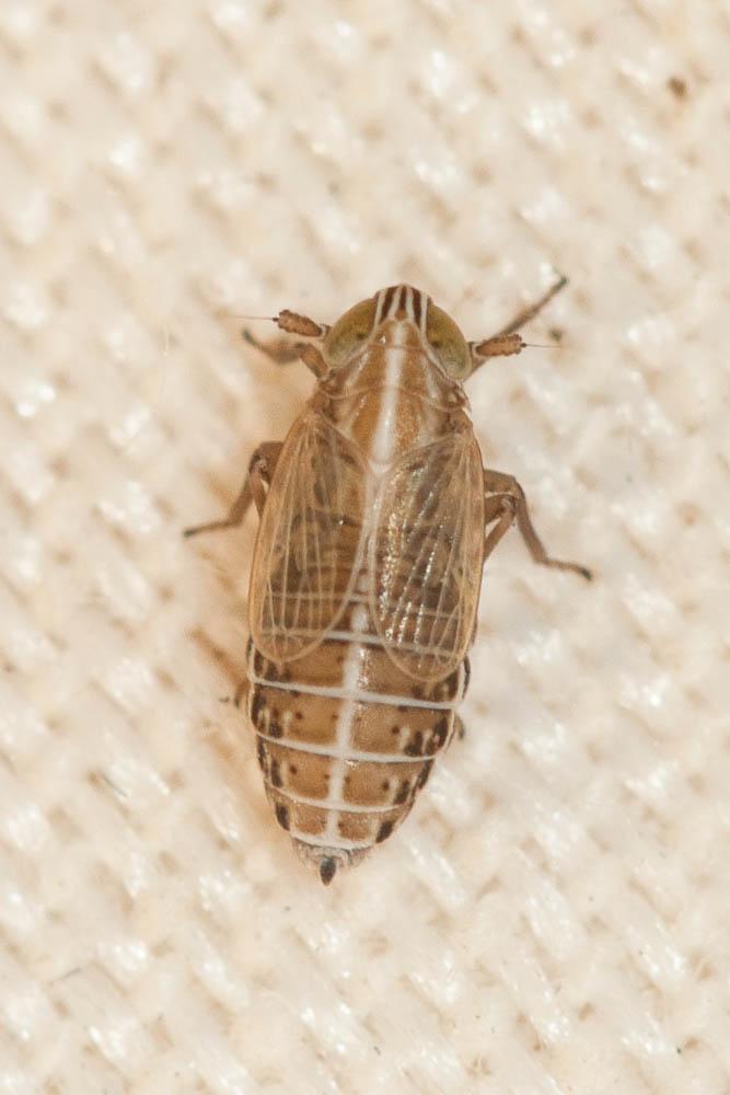  Ribautodelphax 