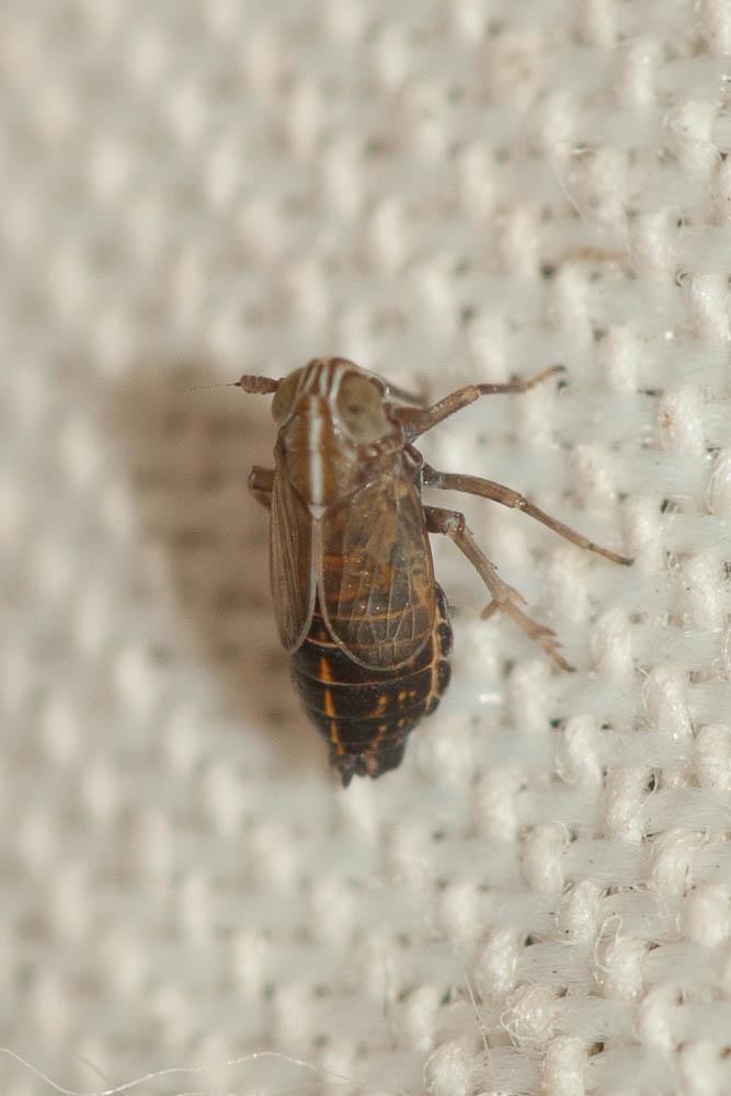 Ribautodelphax 