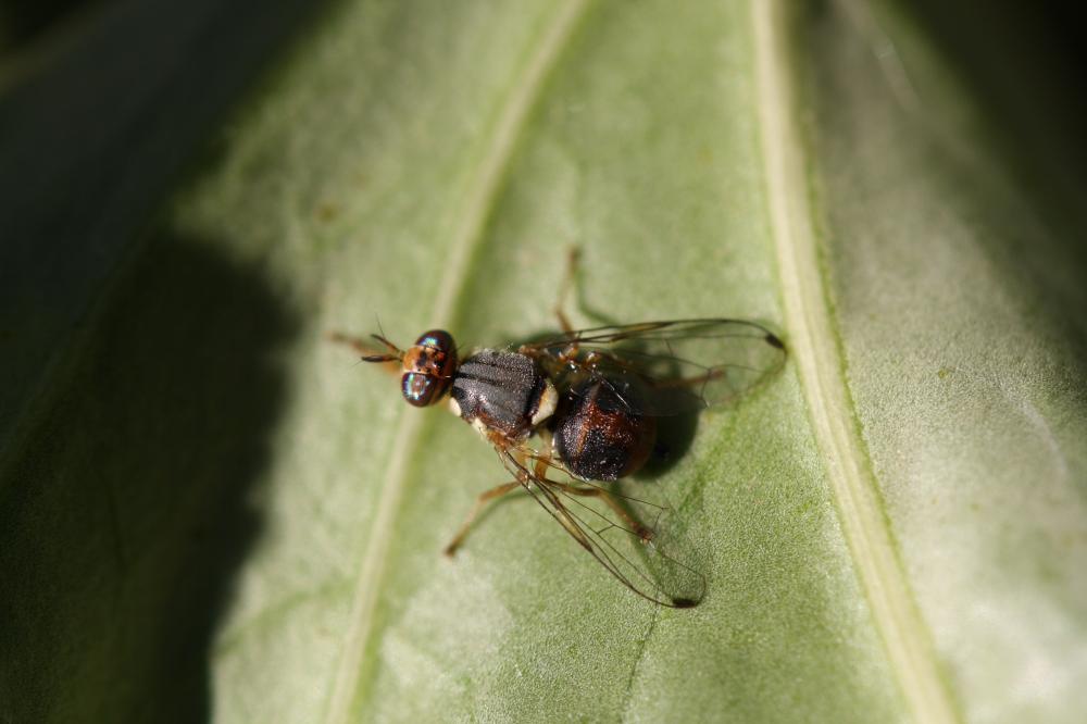 Bactrocera oleae (Rossi, 1790)