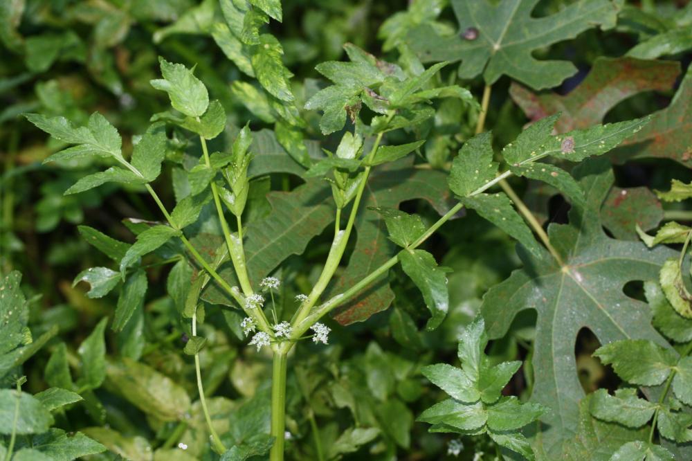 Ache nodiflore Helosciadium nodiflorum (L.) W.D.J.Koch, 1824