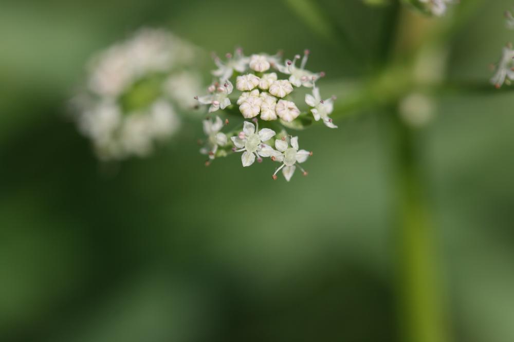 Ache nodiflore Helosciadium nodiflorum (L.) W.D.J.Koch, 1824