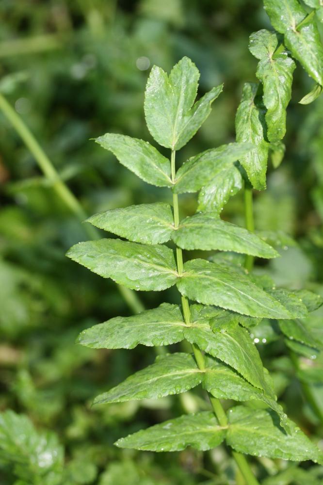 Ache nodiflore Helosciadium nodiflorum (L.) W.D.J.Koch, 1824