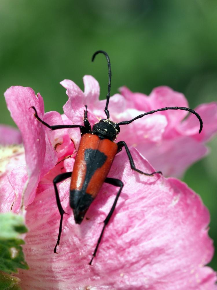 Stictoleptura cordigera (Fuessly, 1775)