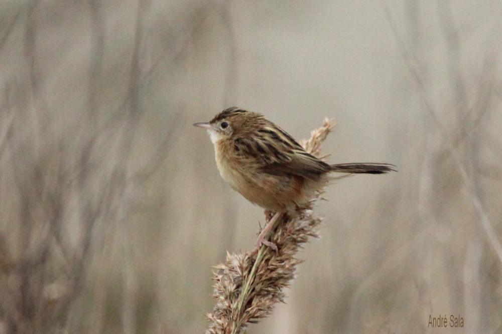 Cisticole des joncs Cisticola juncidis (Rafinesque, 1810)