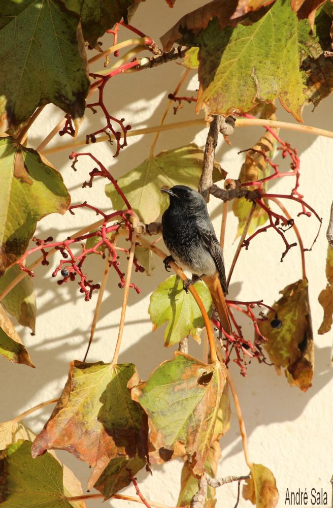 Rougequeue noir Phoenicurus ochruros (S. G. Gmelin, 1774)