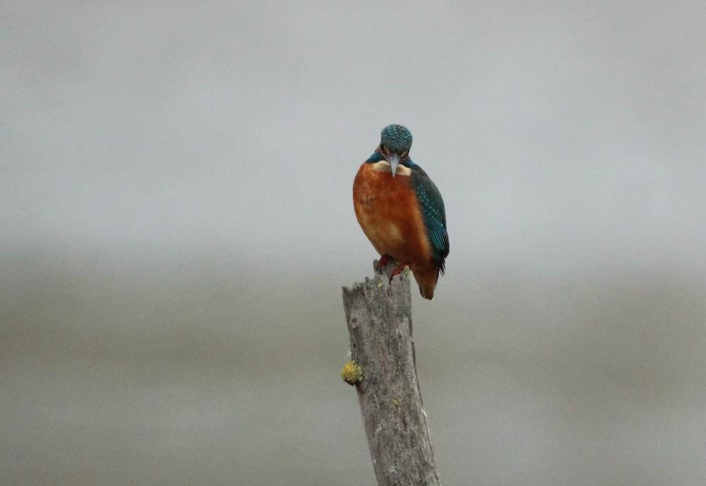 Martin-pêcheur d'Europe Alcedo atthis (Linnaeus, 1758)