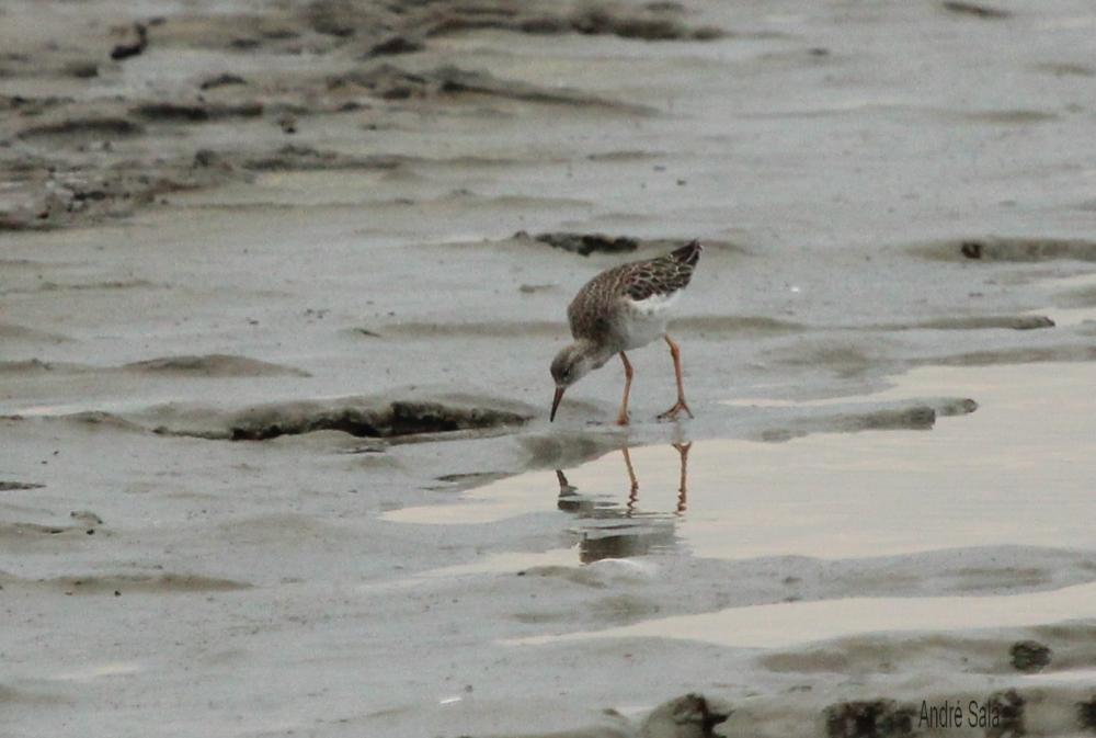 Chevalier combattant, Combattant varié Calidris pugnax (Linnaeus, 1758)