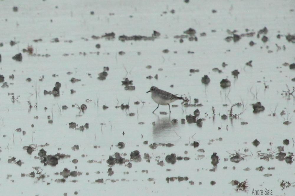 Pluvier argenté Pluvialis squatarola (Linnaeus, 1758)