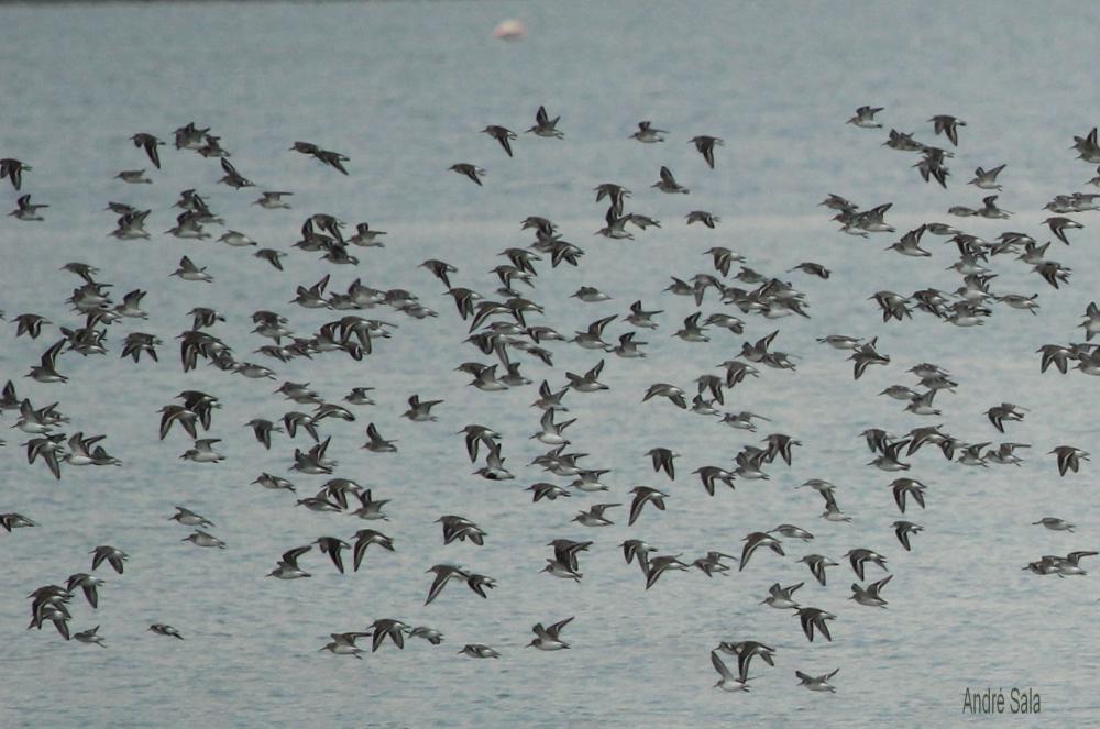 Bécasseau variable Calidris alpina (Linnaeus, 1758)