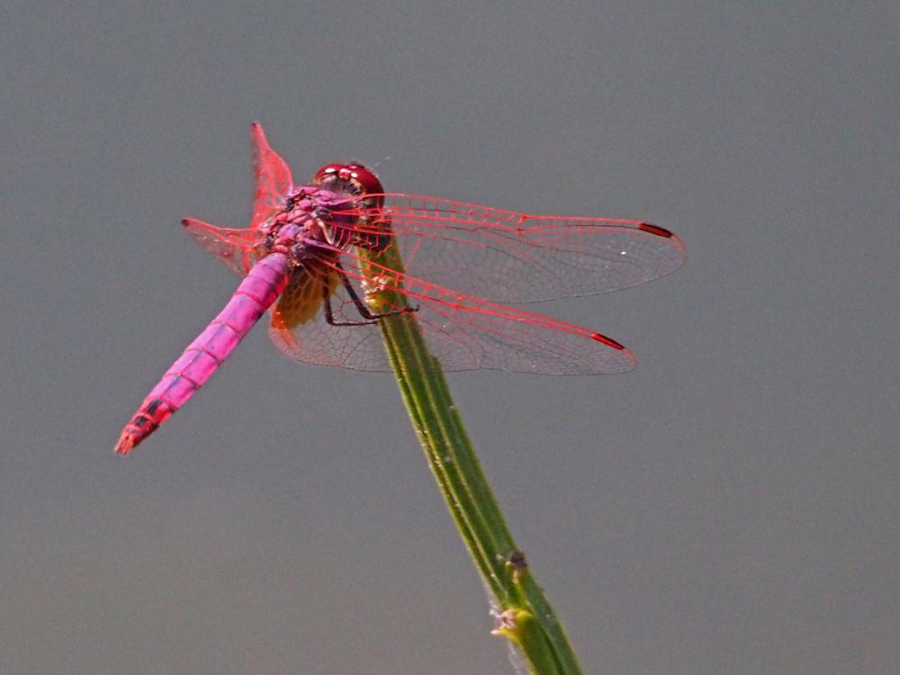Trithémis annelé (Le) Trithemis annulata (Palisot de Beauvois, 1807)