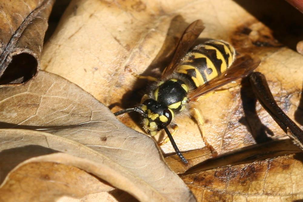 Guêpe germanique Vespula germanica (Fabricius, 1793)