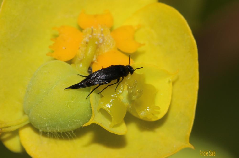  Mordellidae Latreille, 1802