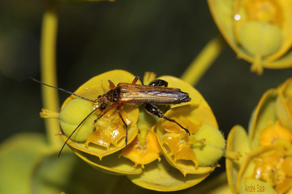 Oedemère ochracée Oedemera podagrariae (Linnaeus, 1767)