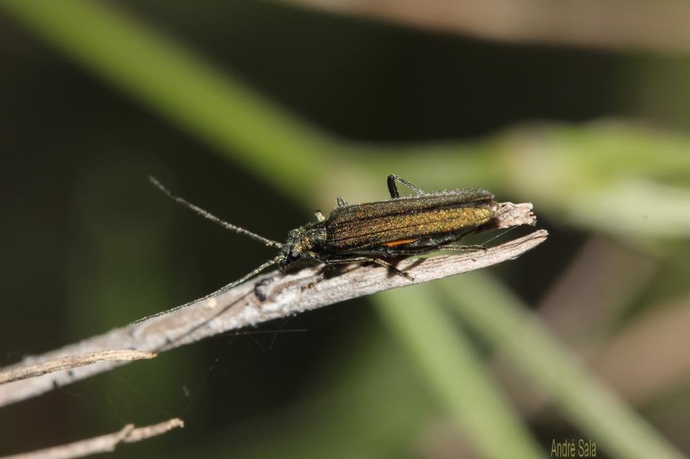 Oedemère noble Oedemera nobilis (Scopoli, 1763)