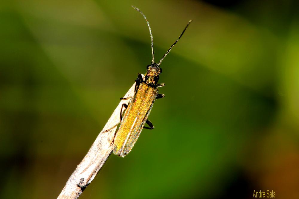 Oedemère noble Oedemera nobilis (Scopoli, 1763)