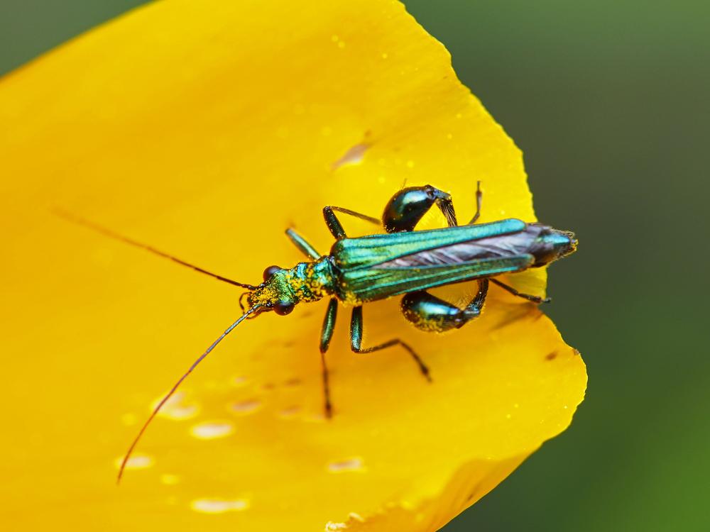 Oedemère noble Oedemera nobilis (Scopoli, 1763)
