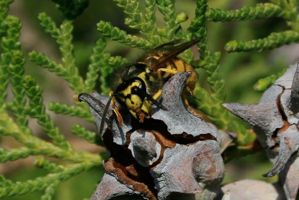 Guêpe germanique Vespula germanica (Fabricius, 1793)