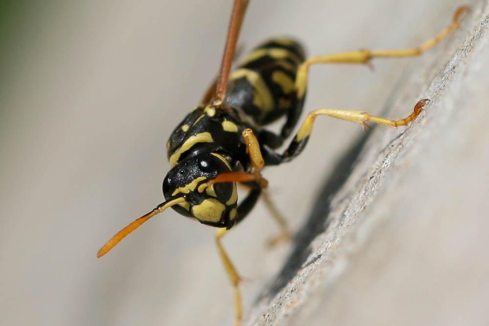 Guêpe poliste Polistes dominula (Christ, 1791)