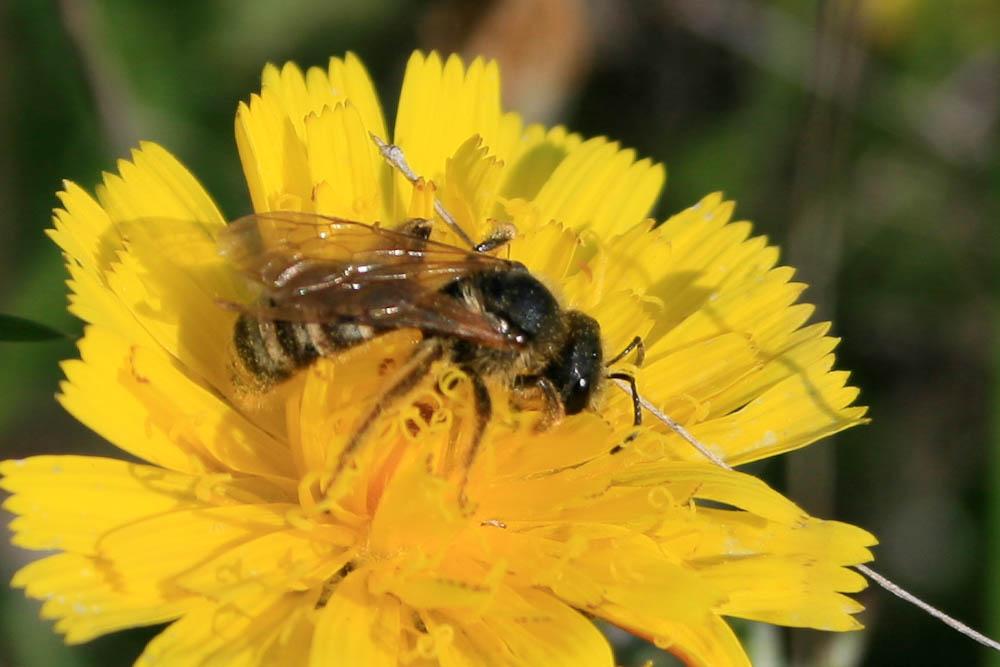  Halictus scabiosae (Rossi, 1790)