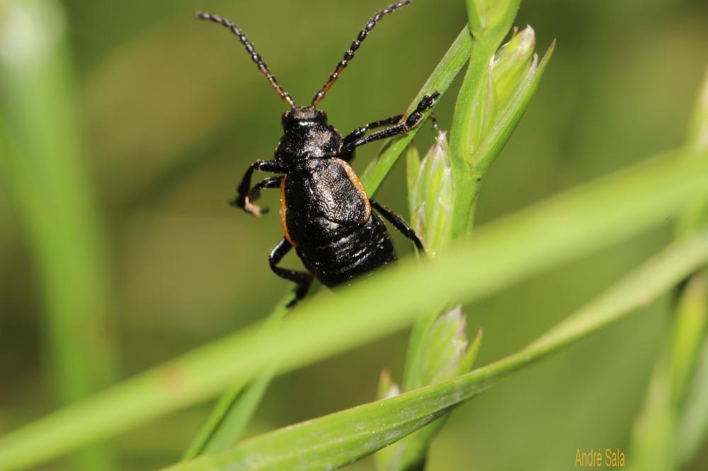 Arima marginata (Fabricius, 1781)