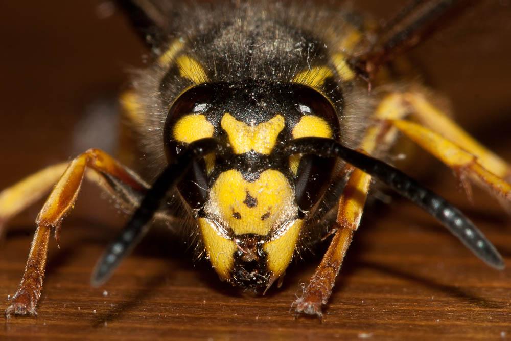 Guêpe germanique Vespula germanica (Fabricius, 1793)