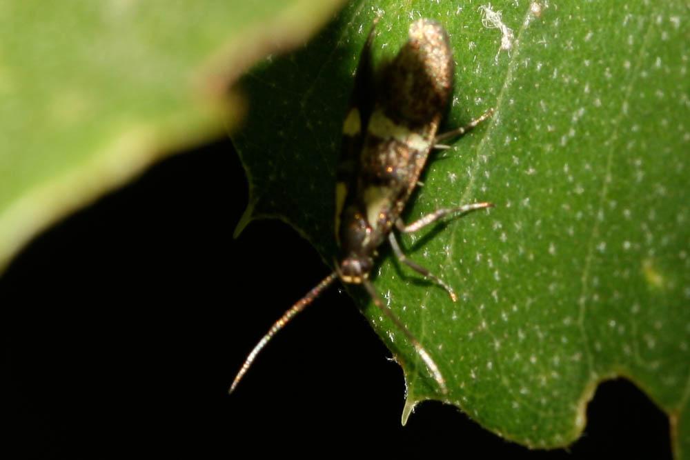 Le  Dasycera oliviella (Fabricius, 1794)