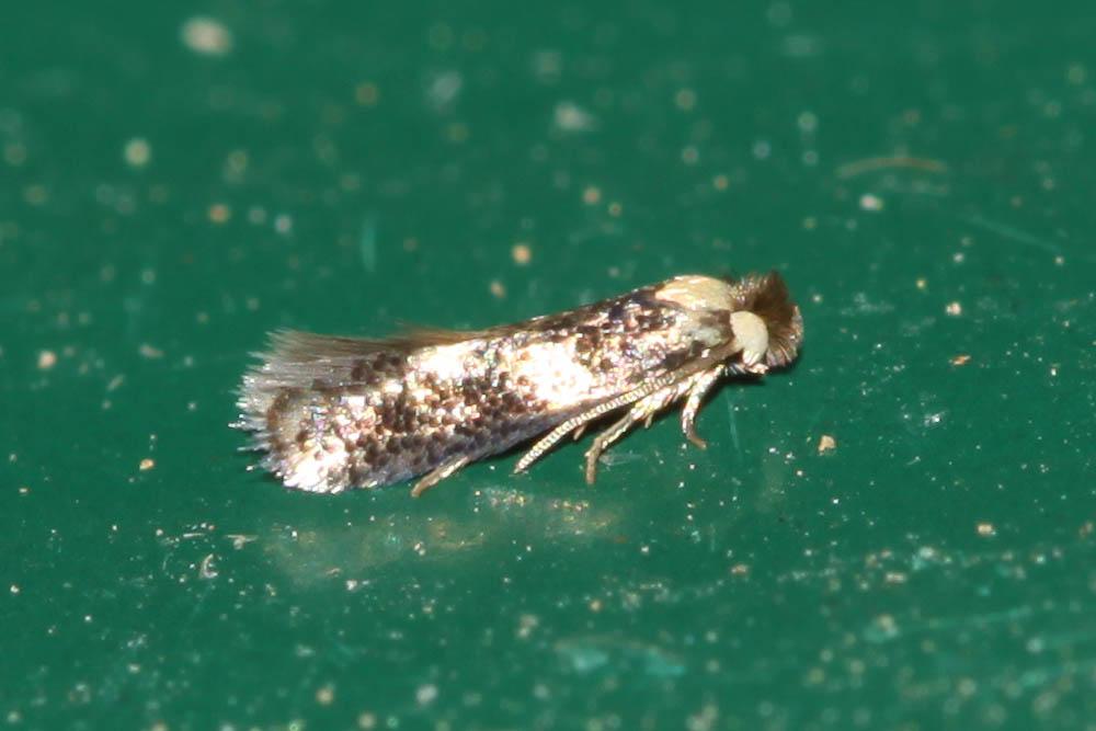 Ectoedemia algeriensis van Nieukerken, 1985