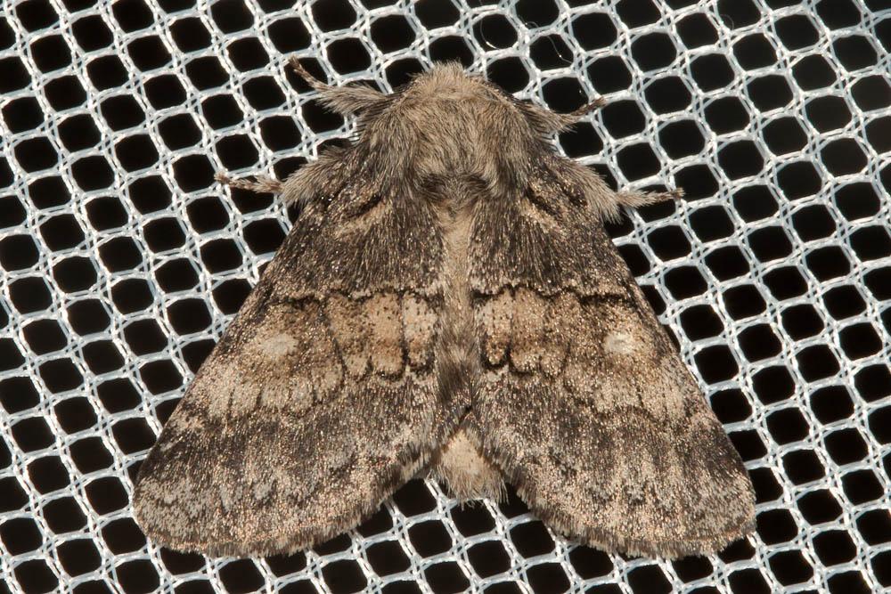 Crénelée (La) Gluphisia crenata (Esper, 1785)