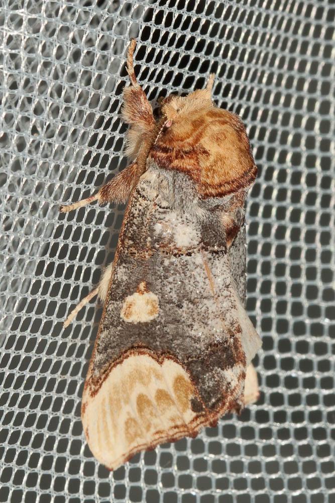 Bucéphaloïde (La) Phalera bucephaloides (Ochsenheimer, 1810)