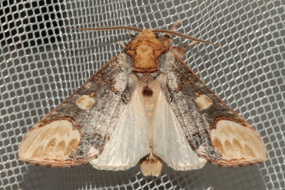 Le Bucéphaloïde (La) Phalera bucephaloides (Ochsenheimer, 1810)