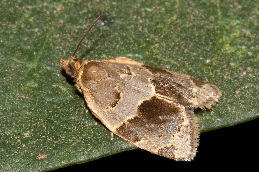  Clepsis dumicolana (Zeller, 1847)