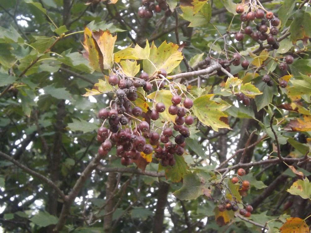 Alisier des bois, Alisier torminal, Alouchier Sorbus torminalis (L.) Crantz, 1763